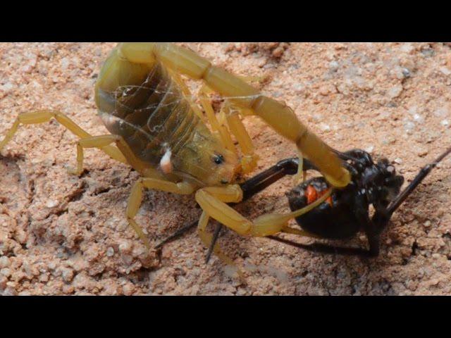 Scorpion Catching, Stinging, And Preying On Black Widow (Warning:May be disturbing to some viewers.)