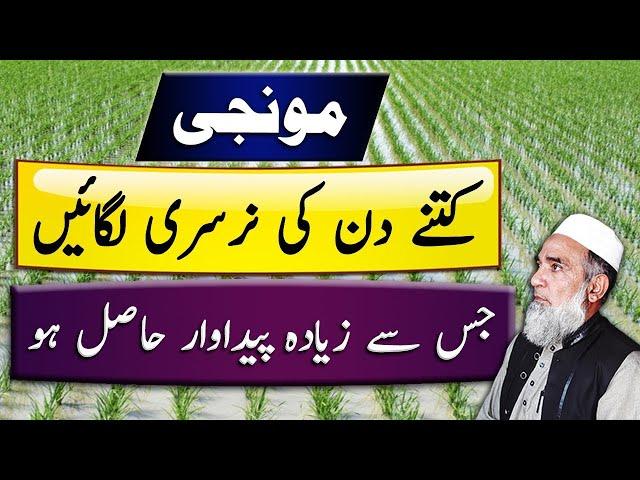 Which age of Rice Nursery is better for higher Production || Crop Reformer