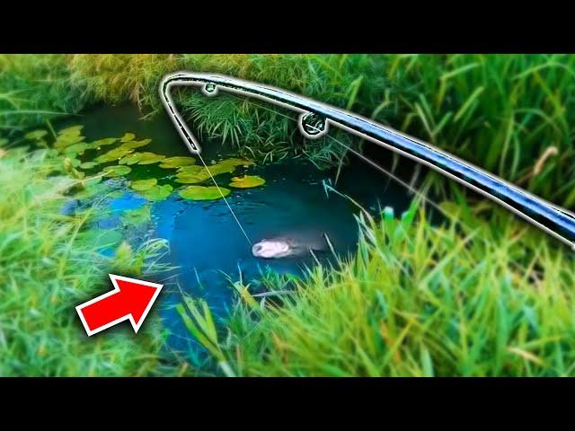 What Fish Live in this TINY Stream?!