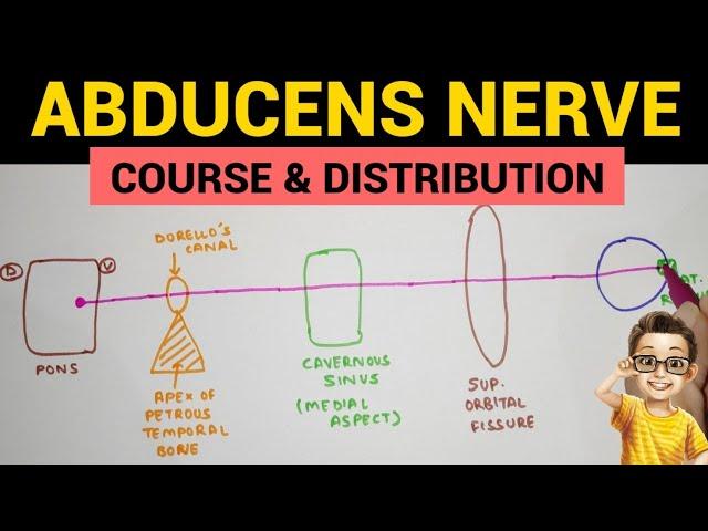 Abducens Nerve - 1 | Course and Distribution