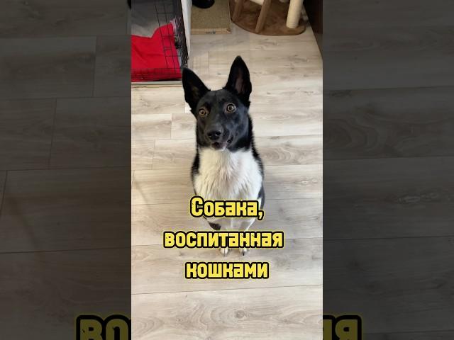 Собака, воспитанная кошками  #питомцы #собака #котики #щенок #кошка