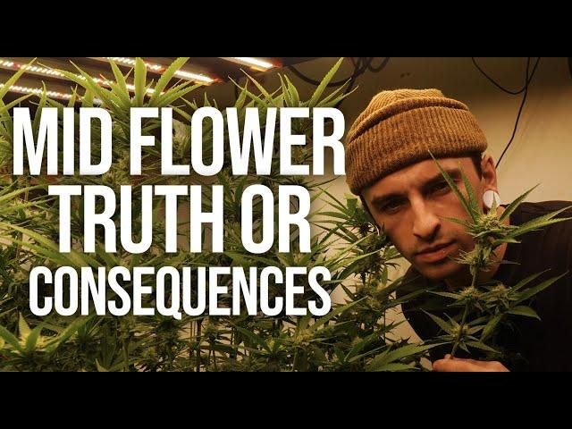 1 Plant Domination