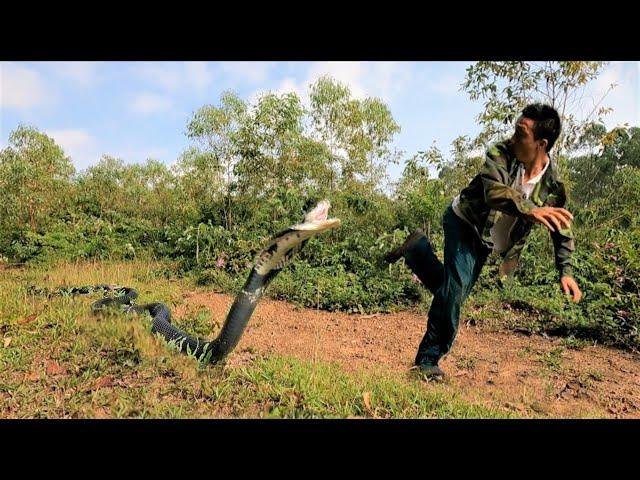 Suffocation + besiege by the fierce king cobra that attacked the man who went to work in the forest