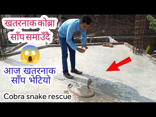   Cobra snake पहिलो चोटी भेटियो खतरनाक कोब्रा साँप