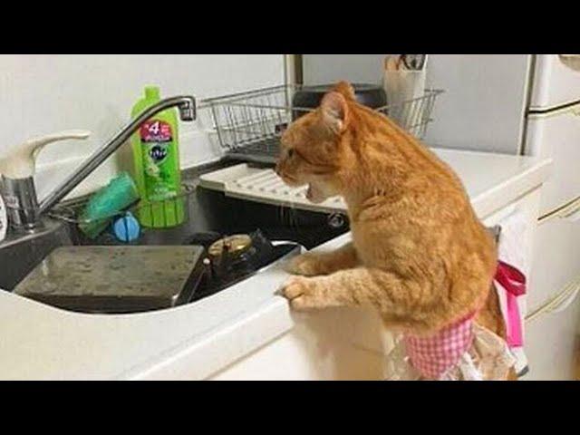 When cats doing things better than you! Funny Cat Videos 2024