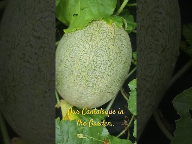 OUR CANTALOUPE IN THE GARDEN.. #garden #gardening #cantaloupe #homegrown