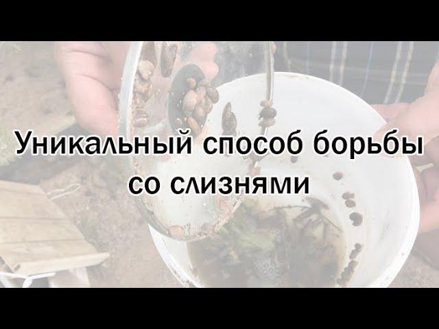 Уникальный способ борьбы со слизнями