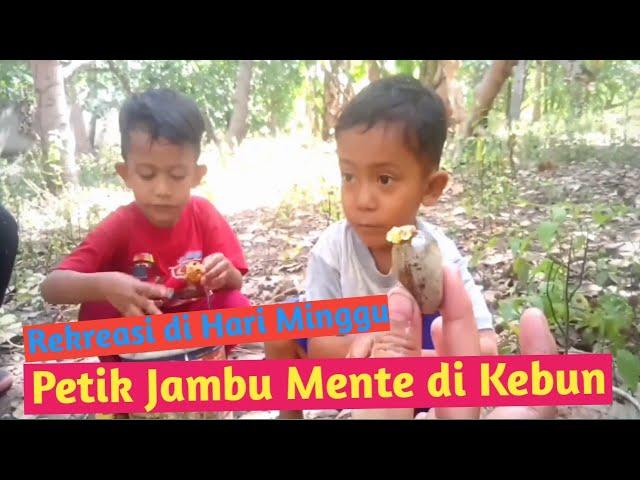 Petik Jambu Mente di Kebun