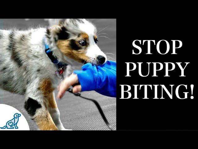 STOP Puppy Biting With These 7 Rules For Training