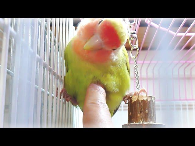 押してみた