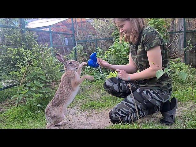 Заяц-боксер и жестокая месть Кнопы. Никогда не обижайте зайцев!