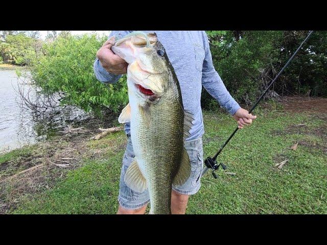 Big Florida Largemouth Bass #bassfishing #floridabassfishing #floridabass #fishing #largemouthbass