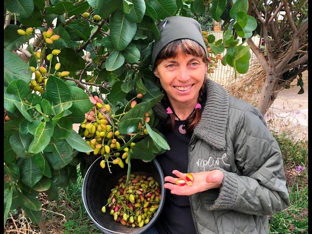 Pistachio: Growing pistachio trees and harvesting your crop in Melbourne