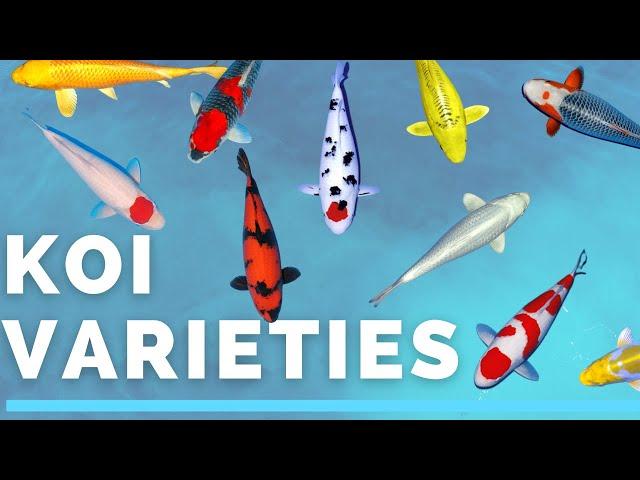 Koi varieties - How to identify the koi in your pond