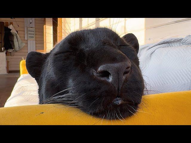 Good morning Luna the panther (ENG SUB)