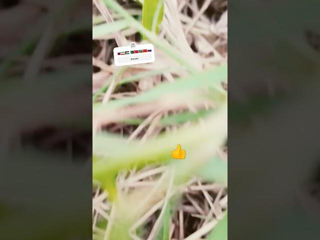 "Qatar Date Palm Farm | Amazing Palm Trees in Desert "|"قطر کے خوبصورت کھجور کے درخت  | قدرتی