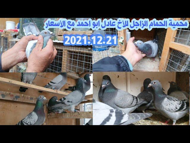 محمية الحمام الزاجل الأصلي في العراق الأخ عادل ابو احمد حمام زاجل اجنبي 2021/12/21