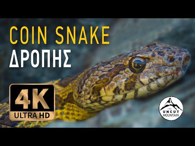 Coin Snake of Cyprus in 4K (Hemorrhois nummifer)