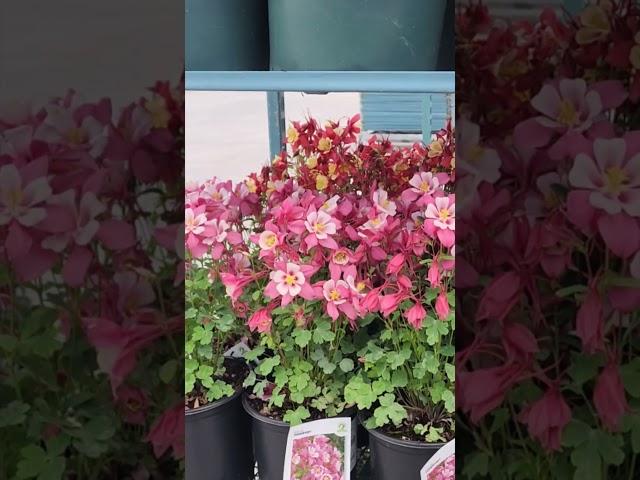 Rev Up Your Spring Garden!  6 Gorgeous Plants Shipping Now to Partner Garden Centers