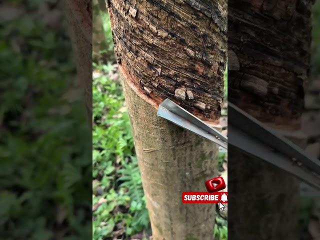 Natural rubber harvesting #natural #viral #rubber #harvesting #asia#trending #fypシ゚viral