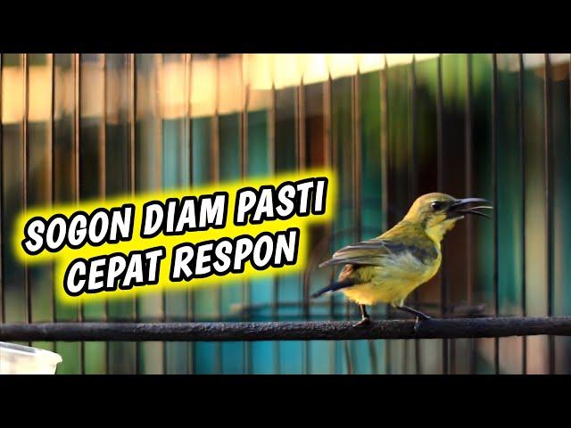 DALAM 1 MENIT‼️SEMUA SOGON LANGSUNG IKUTAN NEMBAK GACOR | PALING AMPUH