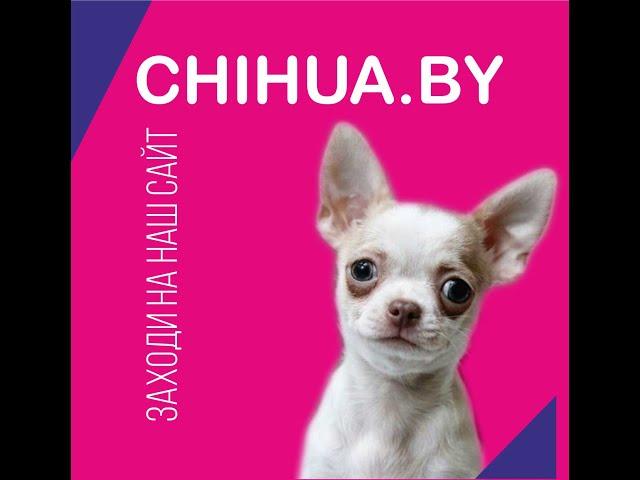 Питомник чихуахуа Беларусь, купить щенка чихуахуа в Беларуси, Chihua.by