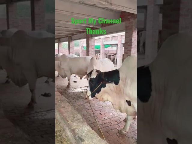 #shorts #shortvideo #newholland #youtubeshorts #usman #Bull #viral #mashaallahماشاءالله