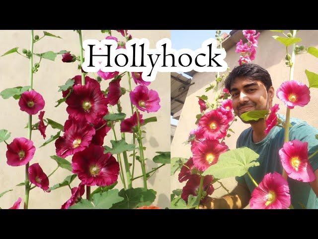 Hollyhock Flower / How to Grow Hollyhock in Container