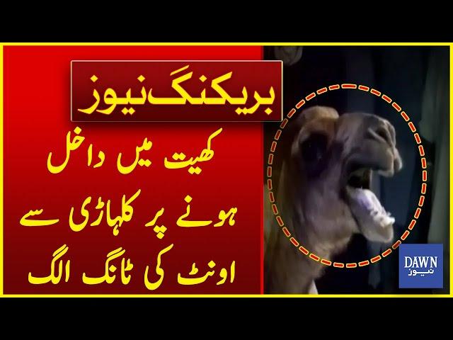 Shocking Incidents: Camel's Leg Severed By An Ax | Dawn News