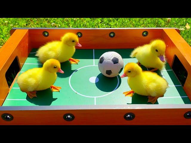 Collection of funny moments about Ducklings in the pool, baby ducks, pig, dog, kitten