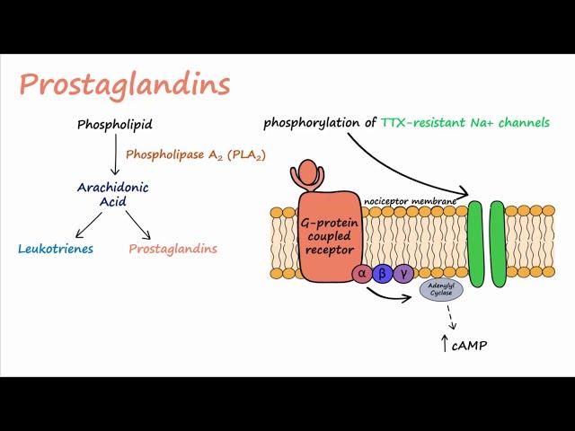 Pain Transduction (Described Concisely)