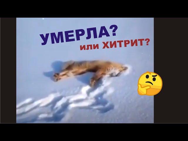 Лисичка Притворяется что Умерла. Напугала Мужика, Хитрая лисичка