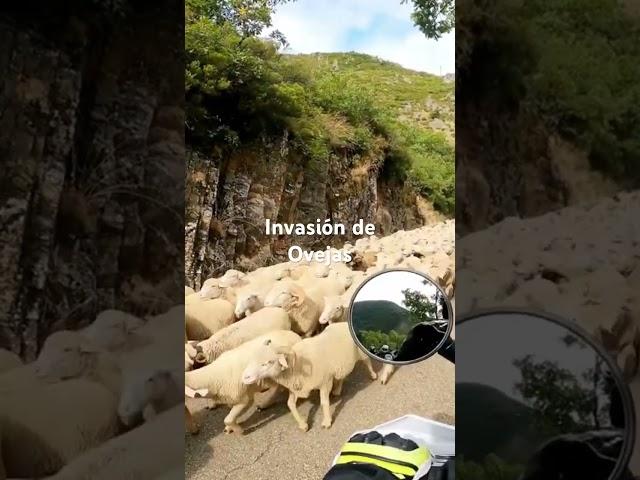 Nos invaden las ovejas en una carretera por Leon