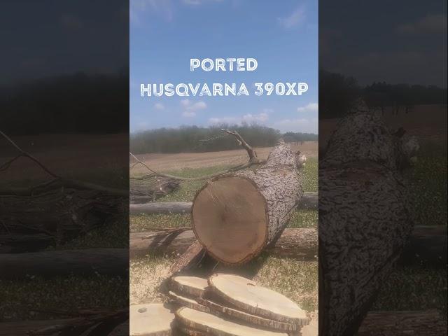 Ported Husqvarna 390xp by Buxton Work Saws and Just Send It Saws - Chainsaw Porting Work Saws