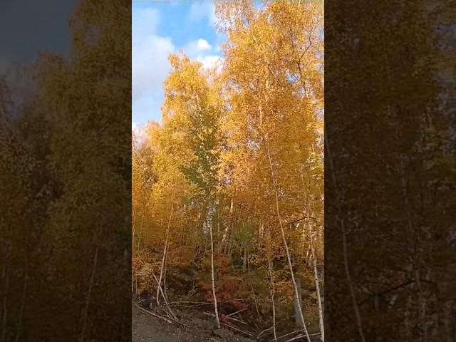 Золотая осень. Видео для садоводов.