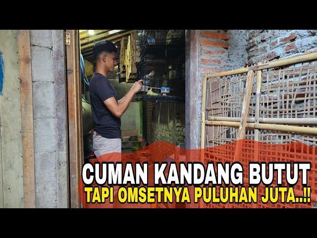 KARIAWAN INDOMARET SUKSES TERNAK KENARI DI KANDANG ALAKADARNYA.CANARY KENDAL.