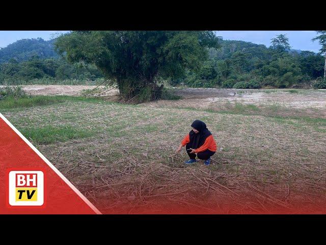 'Awal tahun kemarau, tengah tahun serangan ulat, akhir tahun banjir dan penyakit hawar'