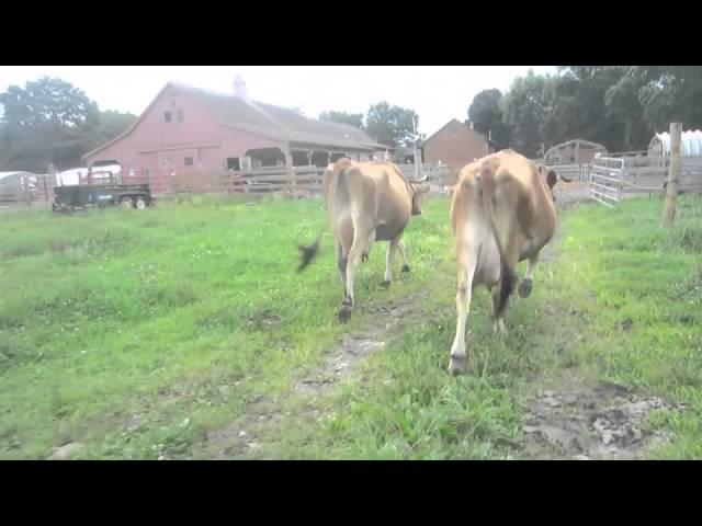 Walking the Cows In