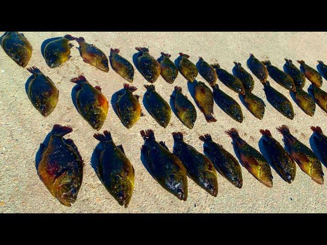 Catch Loads Of Everglades Roadside Fish (Part 2 Six Days Camping and Fishing Florida)