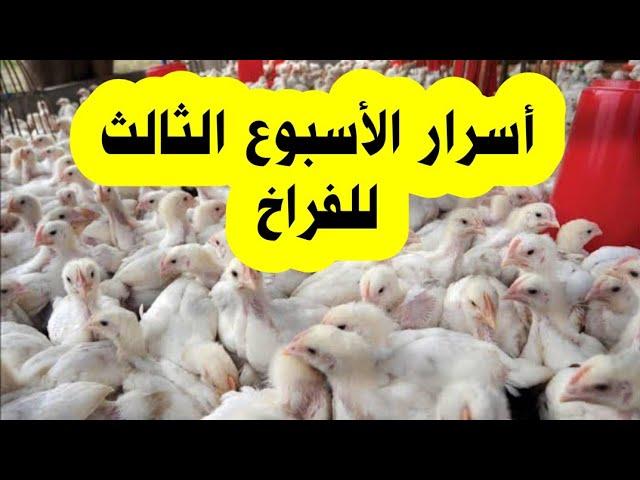 الأسبوع الثالث من دوره الفراخ البيضاء و تحقيق أعلى وزن للفراخ