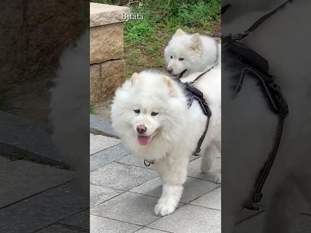 #사모예드
