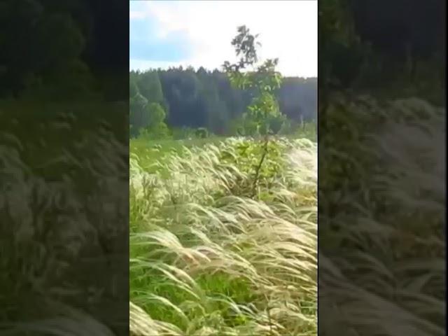 Ковыль Часть 1