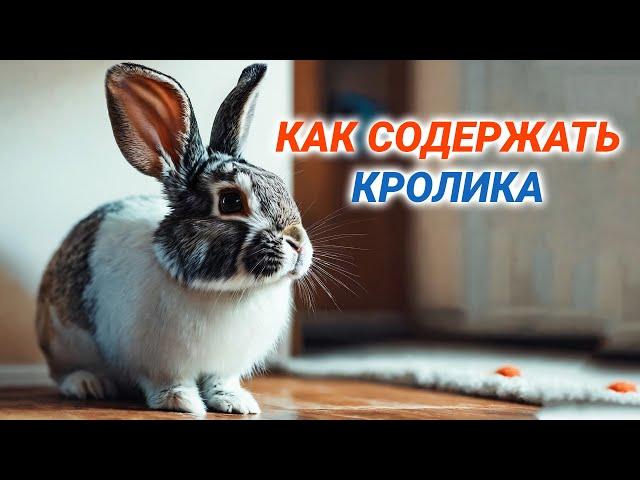 Декоративные кролики - уход и содержание. Как ухаживать за кроликом в домашних условиях