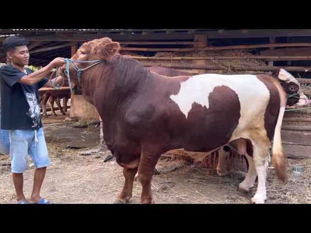 PETERNAK MUDA SRAGEN KANDANG NYA SEDERHANA TAPI SAPI NYA SUPER ‼️