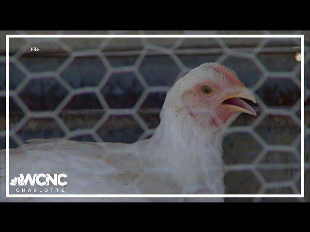 SC Department of Natural Resources inspecting possible rise in bird flu cases