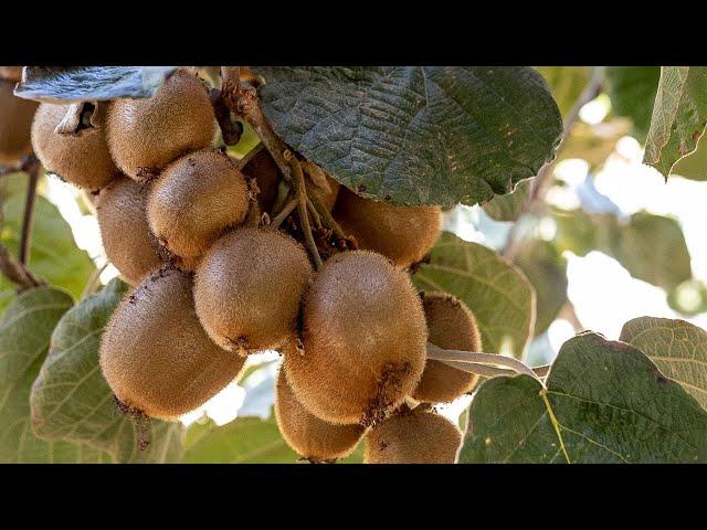 How are Kiwi Grown in California?