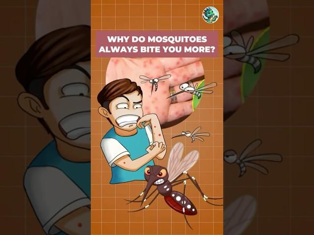 Why Do Mosquitoes Always Bite You More? | Ryker - Daily Discoveries