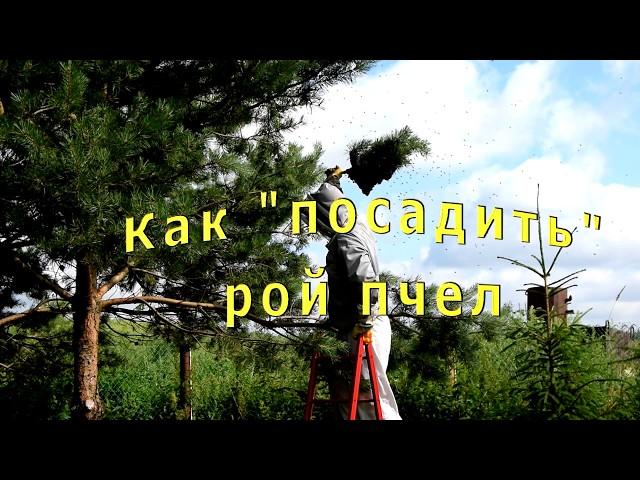 how to collect a bee swarm