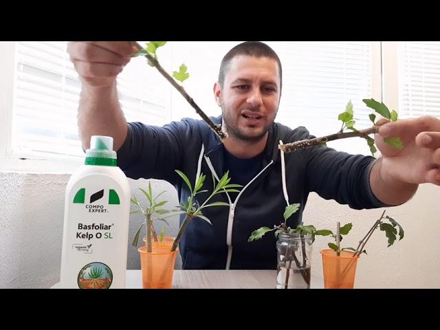 Cum inmultim usor plantele prin butasi cu Basfoliar Kelp- Inginer Horticol - Razvan Radulescu