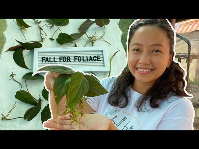 How to Propagate Philodendron Micans + 1 month update